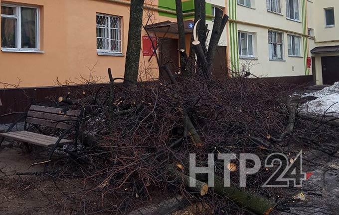 Нижнекамец возмущён вырубкой деревьев на улице Вокзальной