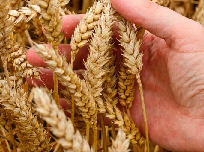 Пшеница стала дороже нефти