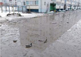 В Альметьевске в городской луже завелись утки