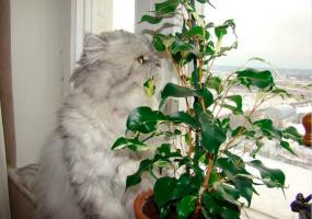 В Нижнекамске цветоводы могут выиграть 50 тысяч рублей - НТР 24