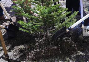 В Татарстане посадят деревья в память о погибших в годы Великой Отечественной войны - НТР 24