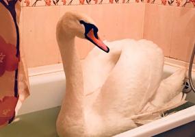 В Нижнекамске будет жить лебедь, спасённый в Башкирии - НТР 24