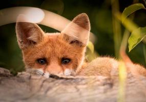 В Татарстане завершился сезон охоты на кабана и пушных зверей - НТР 24