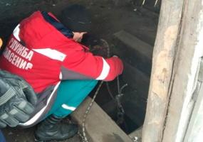 Спасатели помогли собаке, которая застряла в погребе - НТР 24