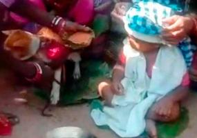 На собаке женили годовалого малыша - НТР 24