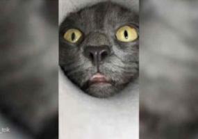 В Интернете набирает популярность ролик с любопытным котом - НТР 24