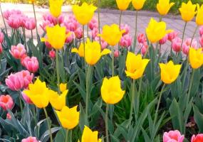 Следующие длинные выходные ждут нижнекамцев только в мае - НТР 24