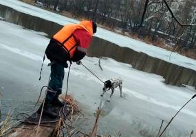 Спасатели вытащили из ледяной воды тонущего далматинца - НТР 24