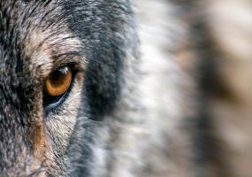 В Татарстане обнаружили останки мужчины со следами укусов диких животных - НТР 24