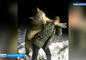 Житель деревни убил волка размером с человека - НТР 24