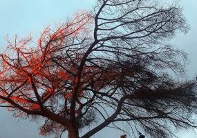 Сильный ветер повалил дерево, которое упало на автомобиль и убило москвича - НТР 24