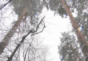 Татарстанские спасатели нашли пропавшего в лесу мужчину - НТР 24