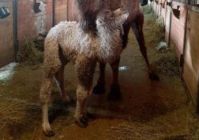 Верблюжонок родился в татарстанском зоопарке - НТР 24