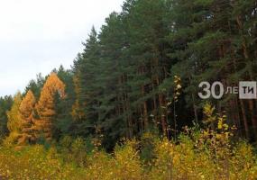 В 2020 году на восстановление лесов Татарстана выделят почти 200 миллионов рублей - НТР 24