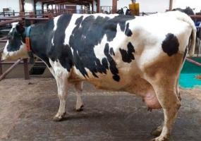 Корова-рекордсменка из Кукмора принесла выручку почти в 2 миллиона рублей