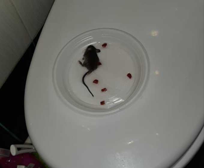 Спасите! В «Народном контроле» нижнекамка жалуется на мышей в квартире