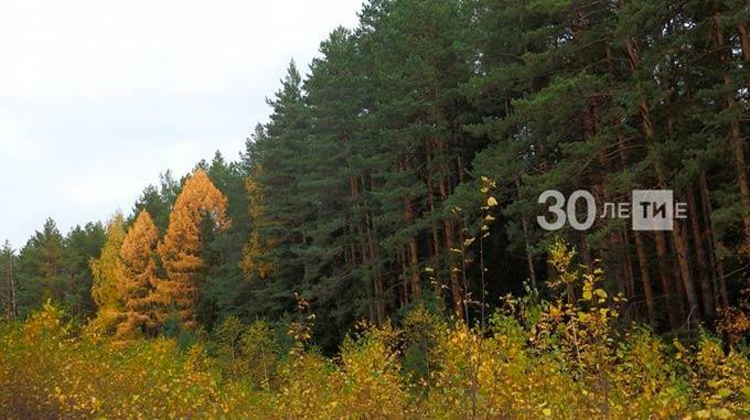 В Татарстане восстановят в 2 раза больше леса, чем в прошлом году