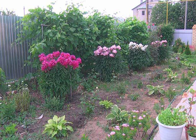 Садовод рассказала, сколько раз в год нужно вскапывать огород
