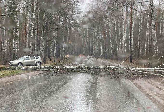 В Нижнекамске упавшее дерево перекрыло проезд к Майдану