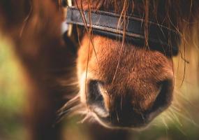 В казанской конной спортшколе незаконно продали пони