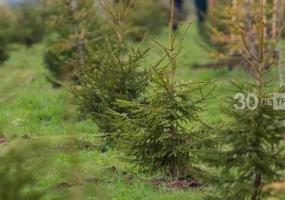Почти 500 тысяч деревьев высадят в Татарстана в память о погибших в годы Великой Отечественной войны - НТР 24