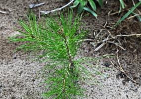 Более 600 гектаров леса восстановили в РТ с начала года - НТР 24