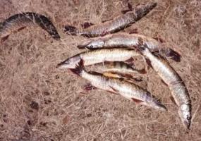 Нижнекамца задержали за незаконную ловлю рыбы