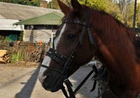 В Татарстане мужчина упал с телеги в реку и утонул - НТР 24