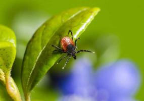 «Горячая линия» по клещевым инфекциям заработает в Татарстане с 1 мая - НТР 24
