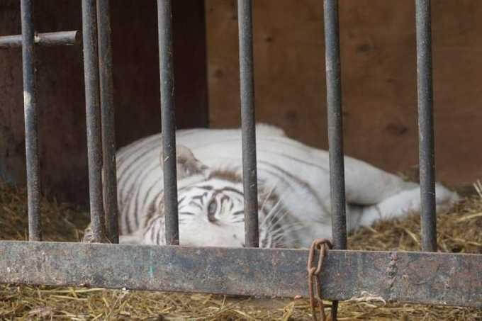 Во время режима самоизоляции в Альметьевске в передвижном зоопарке родились тигрята
