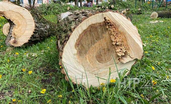 Жители третьего микрорайона Нижнекамска возмущены вырубкой деревьев