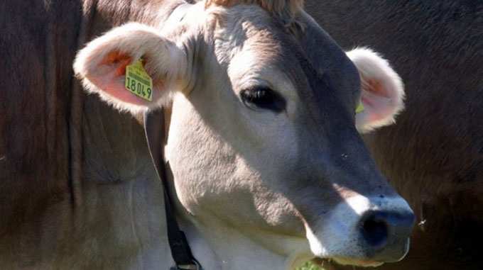 В Татарстане началось внедрение единой идентификации крупного рогатого скота