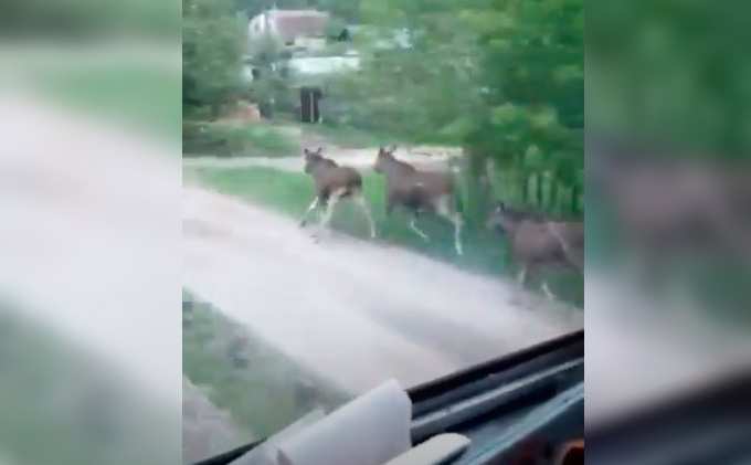 В Татарстане сняли на видео бегущих вдоль железной дороги лосей