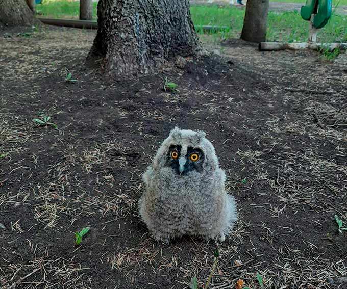 В детском саду Татарстана нашли выпавшего из гнезда совёнка