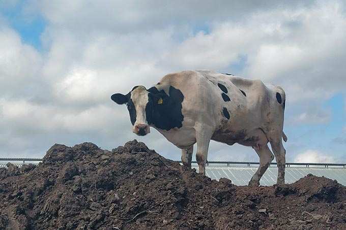 В Татарстане от огня спасли 360 коров