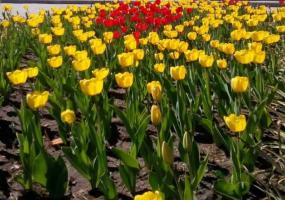 Температура воздуха в Татарстане может подняться до 24 градусов тепла - НТР 24