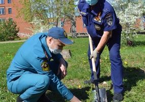 Деревья украсят территории у пожарных частей Нижнекамска - НТР 24