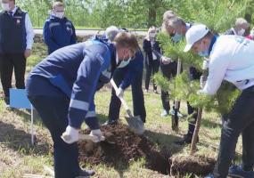 «Нижнекамскнефтехим» высадил у Соболековской трассы 75 сосен в честь Великой Победы - НТР 24