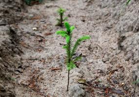 В Татарстане восстановили более 2 тысяч гектаров леса - НТР 24