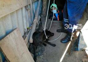 Провалившегося в погреб пса спасли в Татарстане