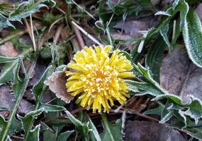 Гидрометцентр предупредил о заморозках и сильном ветре - НТР 24