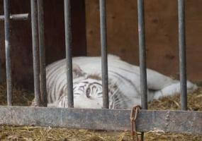 Во время режима самоизоляции в Альметьевске в передвижном зоопарке родились тигрята - НТР 24