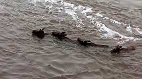 На Нижнекамской ГЭС спасли трёх лосей, которые чуть не утонули в Каме