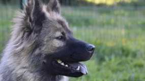 В Татарстане собака насмерть загрызла 71-летнюю хозяйку - НТР 24