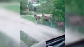 В Татарстане сняли на видео бегущих вдоль железной дороги лосей
