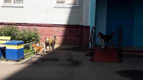 Нижнекамка написала жалобу на бродячих собак - НТР 24