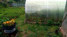 В Татарстане повысили норматив дохода с продажи выращенной на огороде продукции - НТР 24