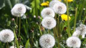 Гидрометцентр РТ: в пятницу потеплеет до +25 градусов - НТР 24