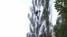 Житель Казани просидел на дереве почти двенадцать часов