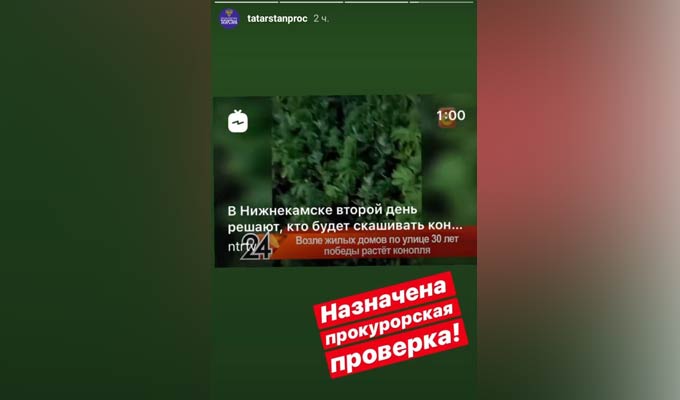Прокуратура Татарстана назначила проверку по факту произрастания конопли на клумбе в Нижнекамске